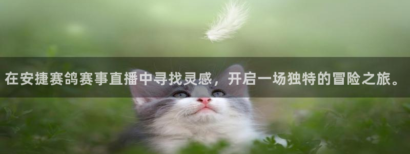 看球吧直播cba直播：在安捷赛鸽赛事直播中寻找灵感，开启一场独特的冒险之旅。